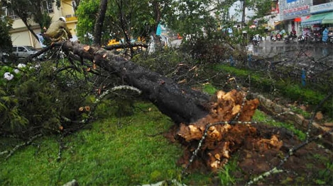Đà Lạt: Mưa lớn cây đổ, hàng trăm gia đình mất điện