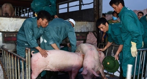 Dừng nhập khẩu lợn Thái Lan vì phát hiện gần 1.000 con nhiễm dịch tả lợn châu Phi