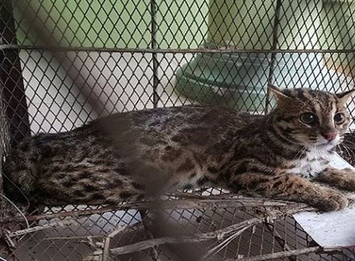 Giải cứu cá thể mèo rừng quý hiếm bị dân bắt nhốt 