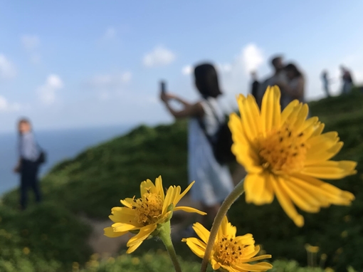 Du khách mê mẩn “Hoa vàng trên cỏ xanh” trên đỉnh Sơn Trà - Đà Nẵng