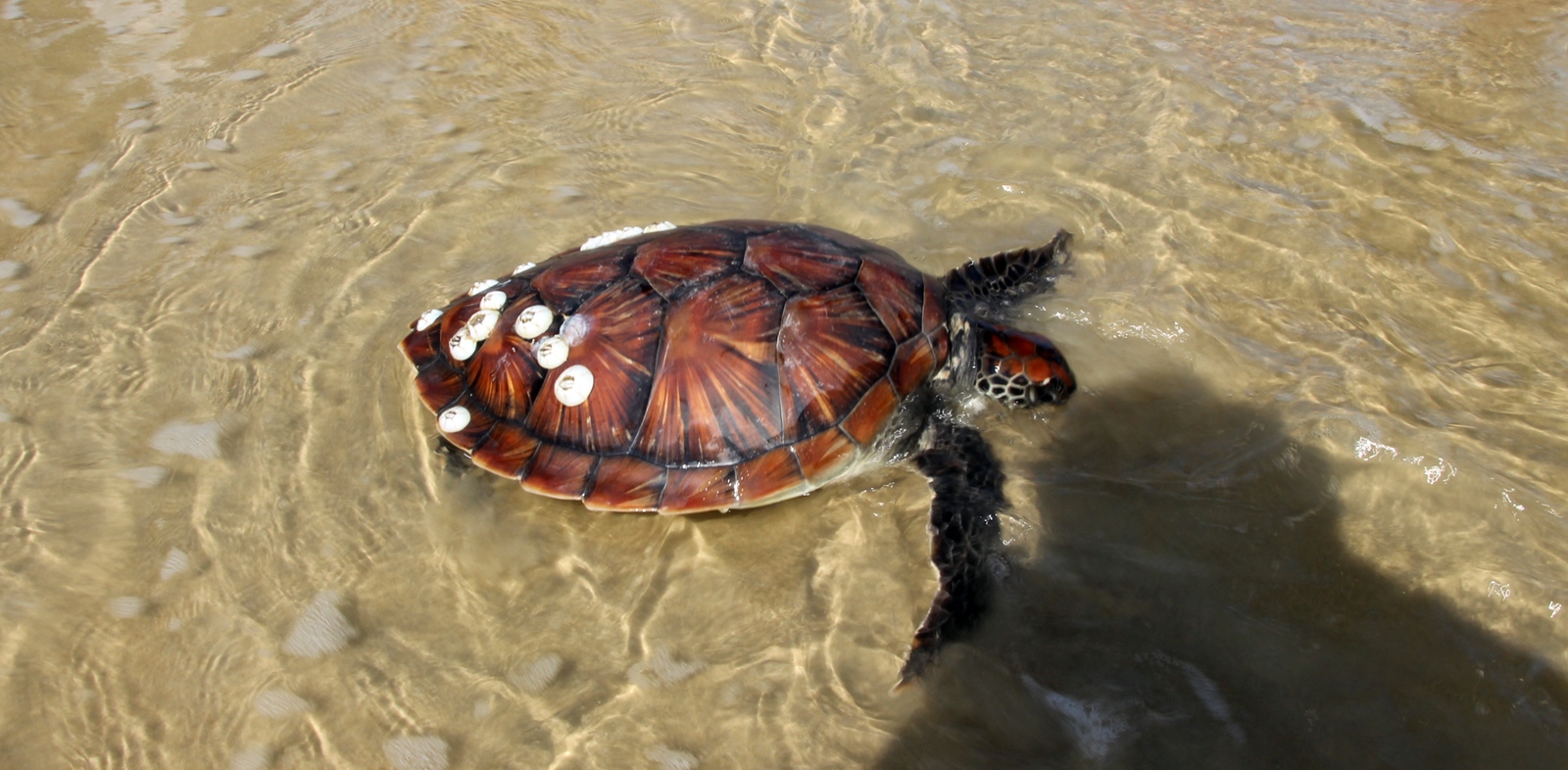 Ngư dân Quảng Nam thả cá thể rùa biển quý hiếm về lại môi trường tự nhiên