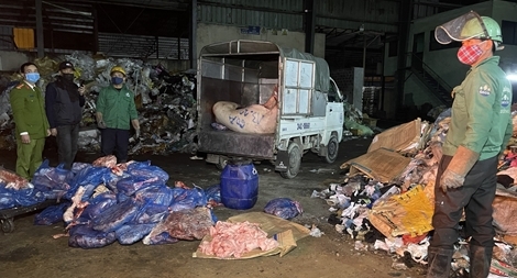 Phát hiện, tiêu hủy gần 2 tấn thịt lợn chết