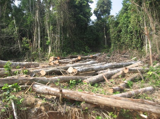 Kháng nghị giám đốc thẩm bản án xử bị cáo hủy hoại hơn 2,2 ha rừng ở Yên Bái