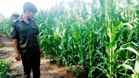 Bẫy điện diệt chuột trong rẫy bắp, bị điện giật tử vong