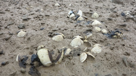 Tình trạng ngao chết ở ven biển Nghệ An đã được khống chế