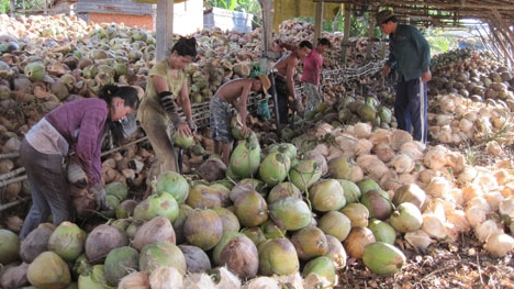 Liên kết phát triển bền vững ngành dừa