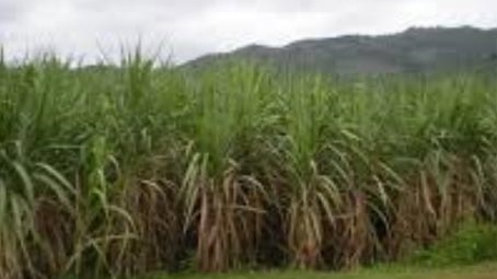 Để người trồng mía đường sống được, ngành Mía đường không phá sản