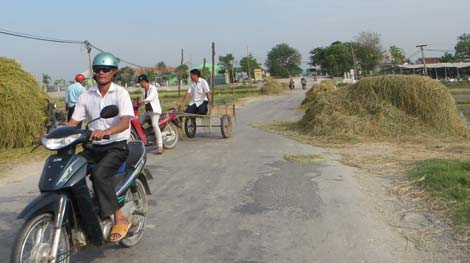 Quốc lộ biến thành... sân phơi lúa?!