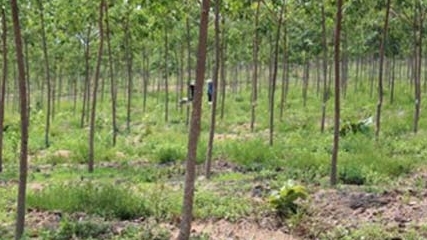 Các dự án chuyển rừng nghèo sang trồng cao su kém hiệu quả