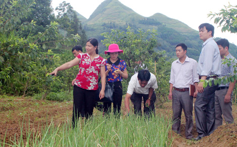 Triển vọng thoát nghèo nhờ trồng rau sạch ở Bắc Hà 