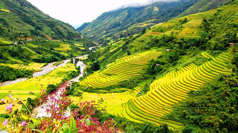 Ruộng bậc thang Việt Nam trong top 14 cảnh quan siêu thực nhất thế giới