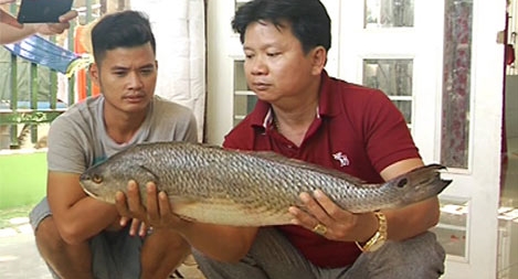 Bắt được con cá lạ nghi cá sủ vàng quý hiếm