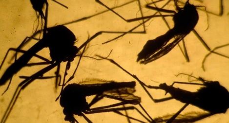 Virus Zika có thể gây bệnh bại liệt