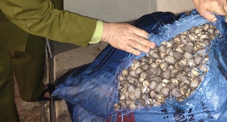 Phát hiện, thu giữ hơn 1 tấn sò không rõ nguồn gốc trên xe tải