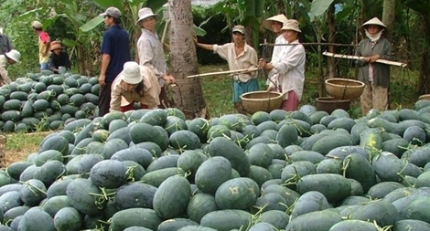 Trung Quốc là đối tác lớn nhất  nhập khẩu hàng rau quả Việt Nam