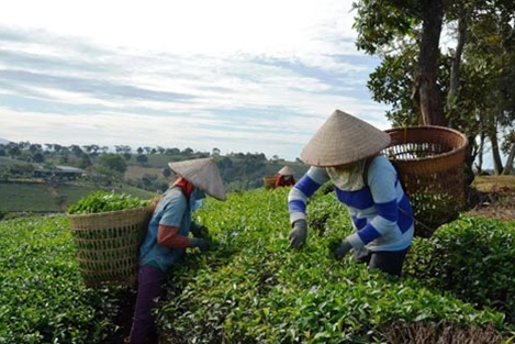 100% mẫu chè Lâm Đồng an toàn với hoạt chất fibronil