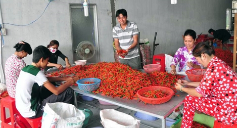 Nông dân đồng bằng sông Cửu Long liên kết vươn lên làm giàu