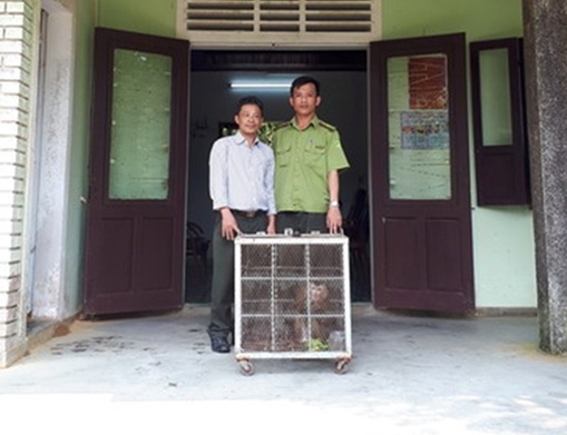 Người dân giao nộp 2 cá thể khỉ mặt đỏ quý hiếm