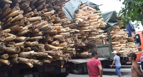 Xử phạt nhiều xe chở gỗ tràm quá khổ, quá tải ở Huế
