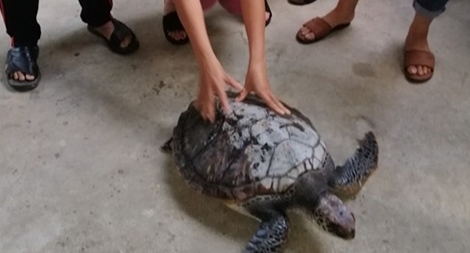 Kịp thời cứu hộ cá thể rùa quý hiếm để thả về biển