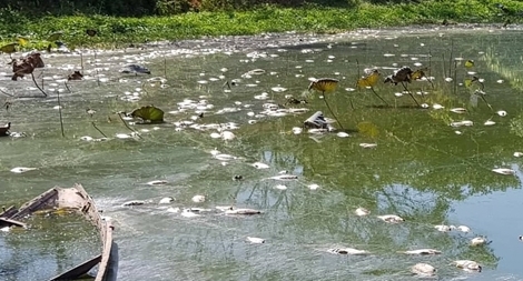 Cá chết nổi trắng hồ Xã Tắc gây ô nhiễm