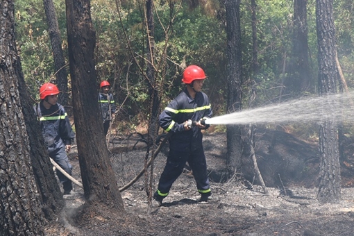Nỗ lực dập lửa cứu rừng thông  