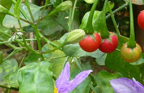 Đi tìm thảo dược giải độc gan hiệu quả