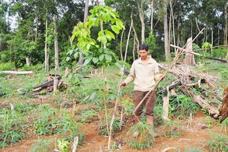 Chuyển đổi trồng cao su ở Đắk Lắk: Hậu quả khôn lường đang hiện hữu