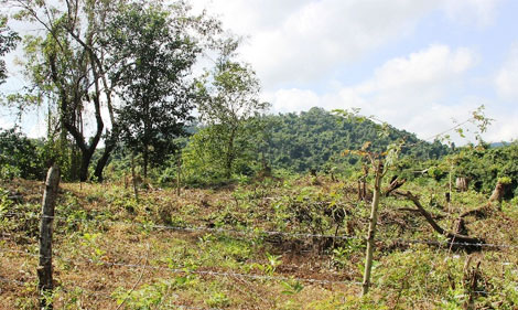 Thiếu đất sản xuất, người dân tái định cư lấn chiếm đất rừng phòng hộ