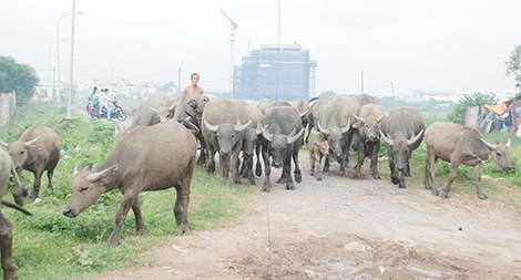 Cạm bẫy mua bán đất vùng ven
