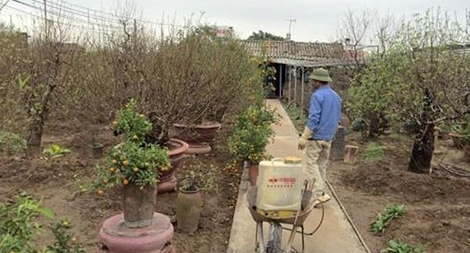 Đào Nhật Tân, quất Tứ Liên đang rục rịch vào Tết