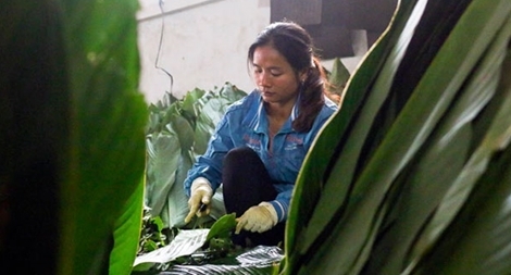 Làng bánh chưng Tranh Khúc những ngày cận Tết cổ truyền