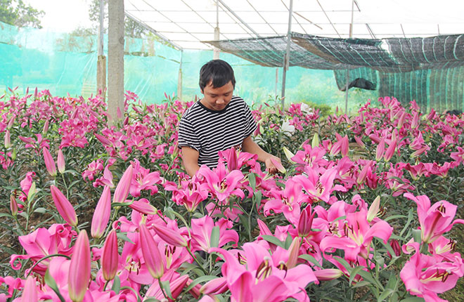 Agritrade  Mô hình trồng hoa ly tại xã Tam Thuấn huyện Phúc Thọ Giúp  nông dân nâng cao thu nhập