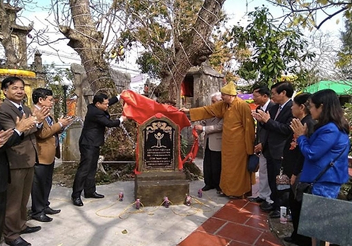 Thêm ba cây cổ thụ ở Hải Phòng được vinh danh Cây Di sản Việt Nam