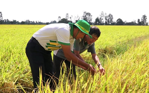 Phân bón Phú Mỹ cùng nhà nông ứng phó thời tiết khắc nghiệt