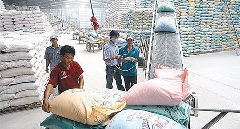 Lập hợp đồng mua bán gạo khống, lừa đảo hơn 351 tỷ đồng 