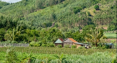 Trên ngọn núi cao trong chốn rừng xanh: Những câu chuyện hơn cả nỗi buồn