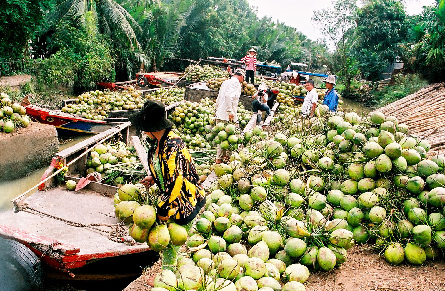 Vận chuyển dừa Bến Tre đi Huế giá tốt