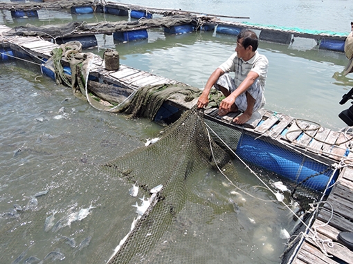 Người dân nuôi cá lồng bè trên sông Chà Và thắng kiện