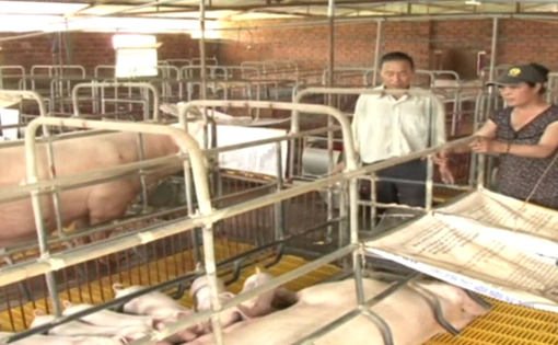 Nghịch lý chuyện nhập khẩu thức ăn chăn nuôi