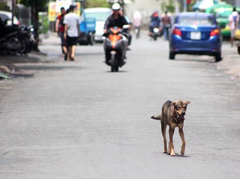 Cảnh báo tình trạng chó thả rông, không rọ mõm trên phố