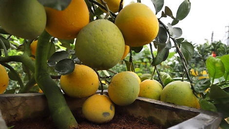 Bưởi bonsai dành cho đại gia đổ bộ Hà Nội