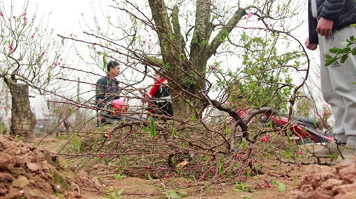 Vườn đào bị phá, ông chủ uống thuốc sâu tự tử 