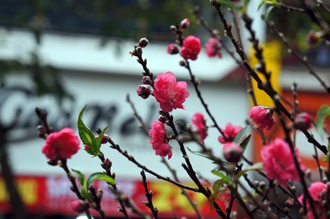 Chợ hoa Hàng Lược nhộn nhịp những ngày cuối năm