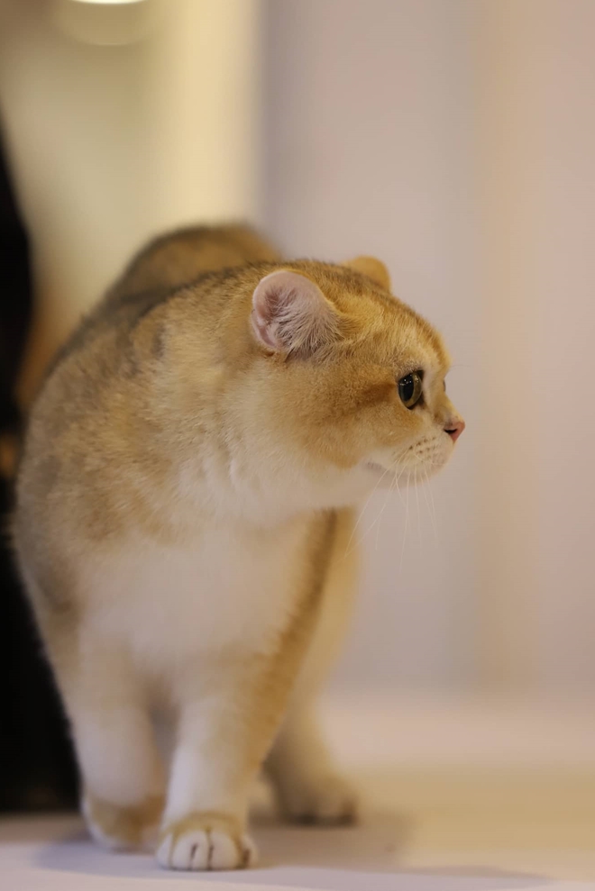 Mèo Cưng “Đua Sắc” Trong Cuộc Thi Mèo Đẹp Tại Hà Nội - Báo Công An Nhân Dân  Điện Tử