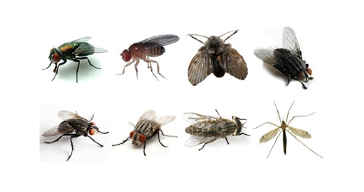 Giá kể mà không có ruồi…