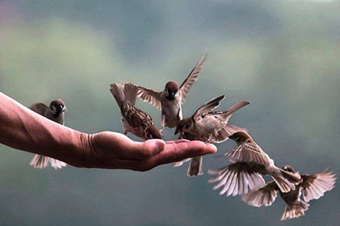 Đâu là ý nghĩa viên mãn của phóng sinh?