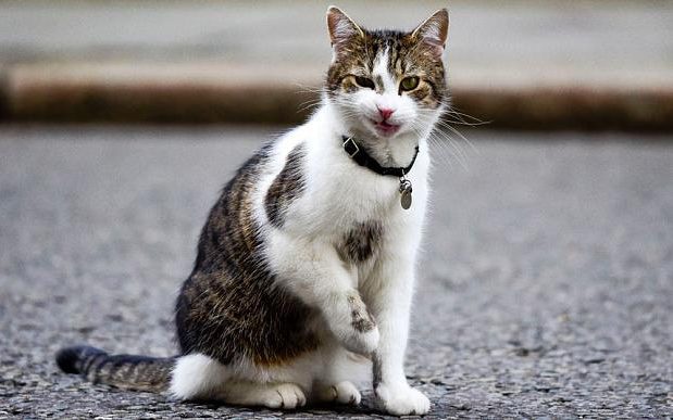Loài mèo bí ẩn thích được vuốt ve - Báo Công an Nhân dân điện tử