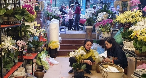 Thị trường hoa, cây cảnh Tết: Giá cả ổn định, người mua thỏa sức lựa chọn