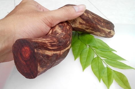 Tại sao cây gỗ sưa 'đắt hơn vàng'?